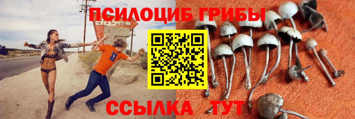 Галлюциногенные грибы Psilocybe Волхов